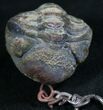 Enrolled Phacops Trilobite Fossil Pendant #8130-1